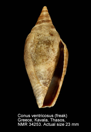 Conus ventricosus (17).jpg - Conus ventricosusGmelin,1791